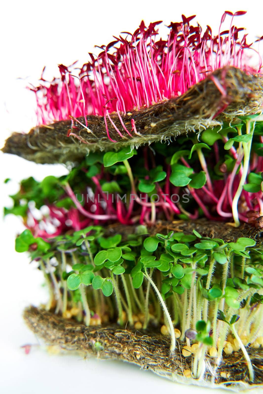 Microgreen plants mix of various plants. Person holding in hand. Growing microgreen mustard, chia, amaranth, radish seeds. Dense greenery growed on fabric. Against white background.