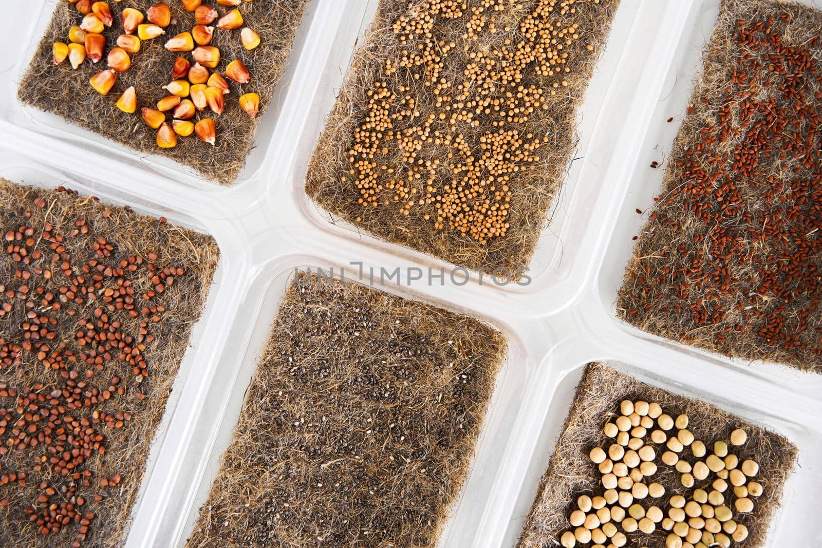 Microgreen seeds sorted in plastic boxes. Home eco greenery.