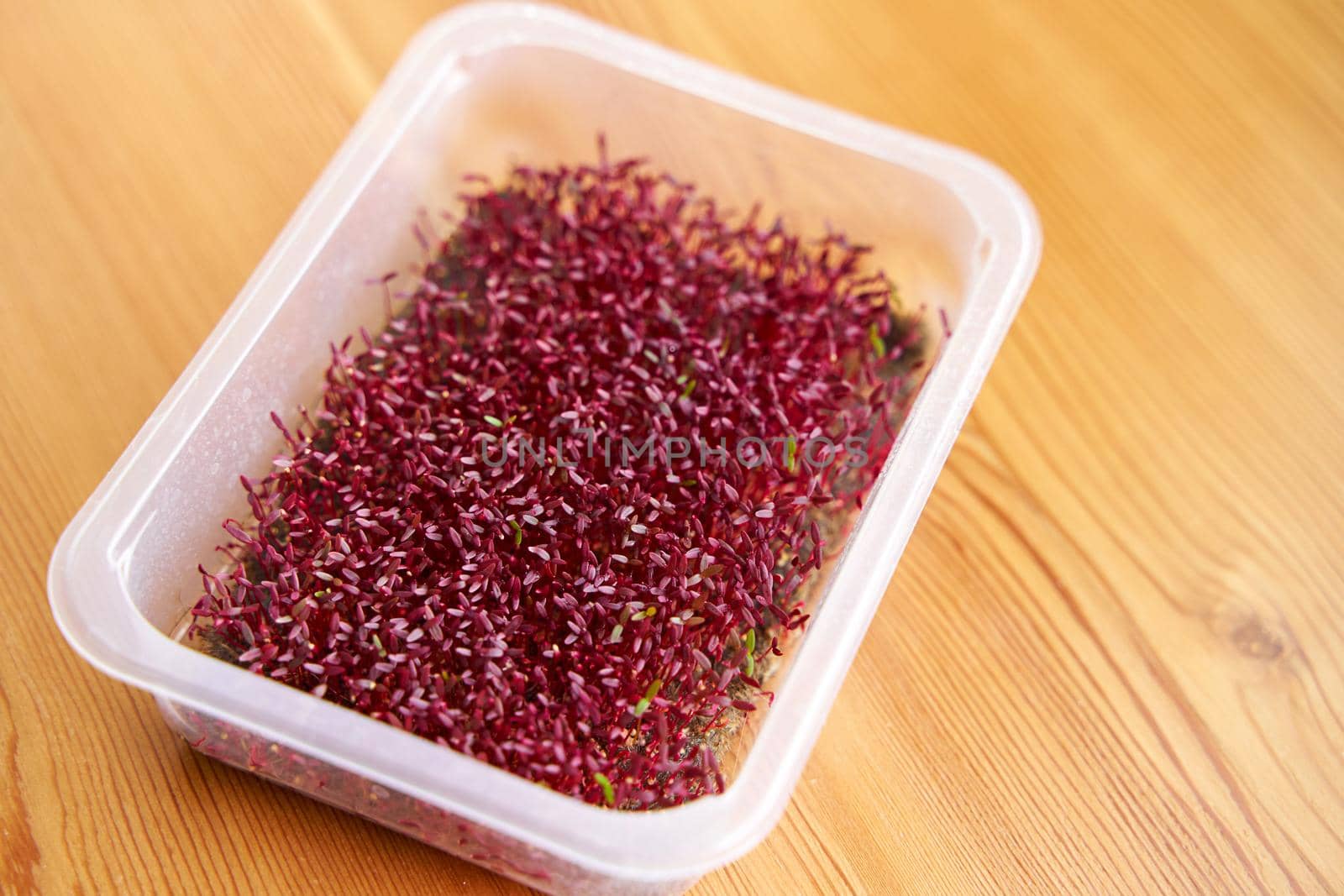 Red color microgreen amaranth growed on the fabric on wooden background.