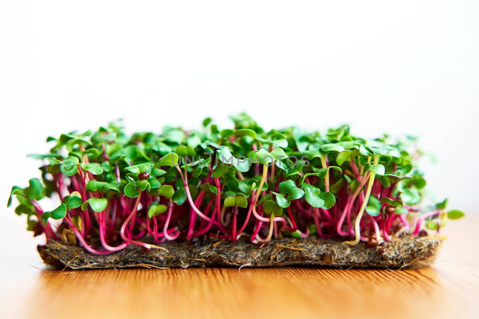 Microgreen radish planted without box on wooden background.