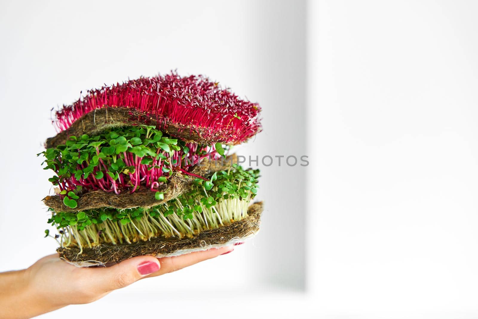 Microgreen plants mix of various plants. Person holding in hand. Growing microgreen mustard, amaranth, radish seeds. Dense greenery growed on fabric.