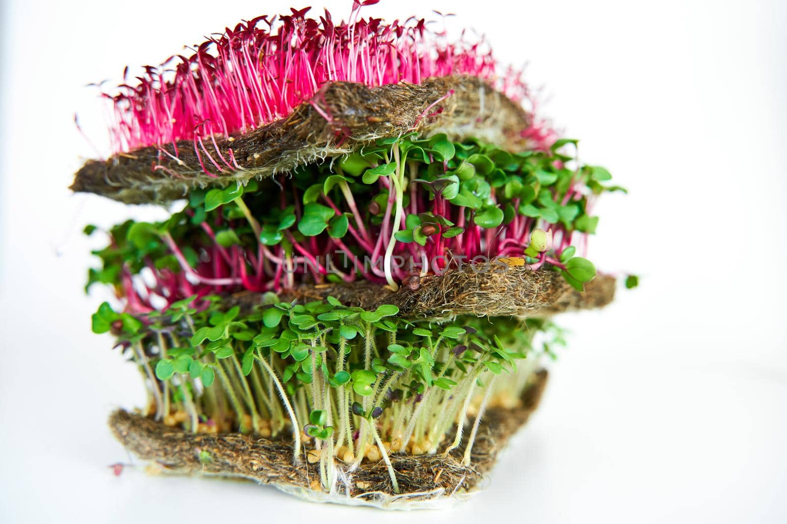 Microgreen plants mix of various plants. Person holding in hand. Growing microgreen mustard, chia, amaranth, radish seeds. Dense greenery growed on fabric. Against white background.