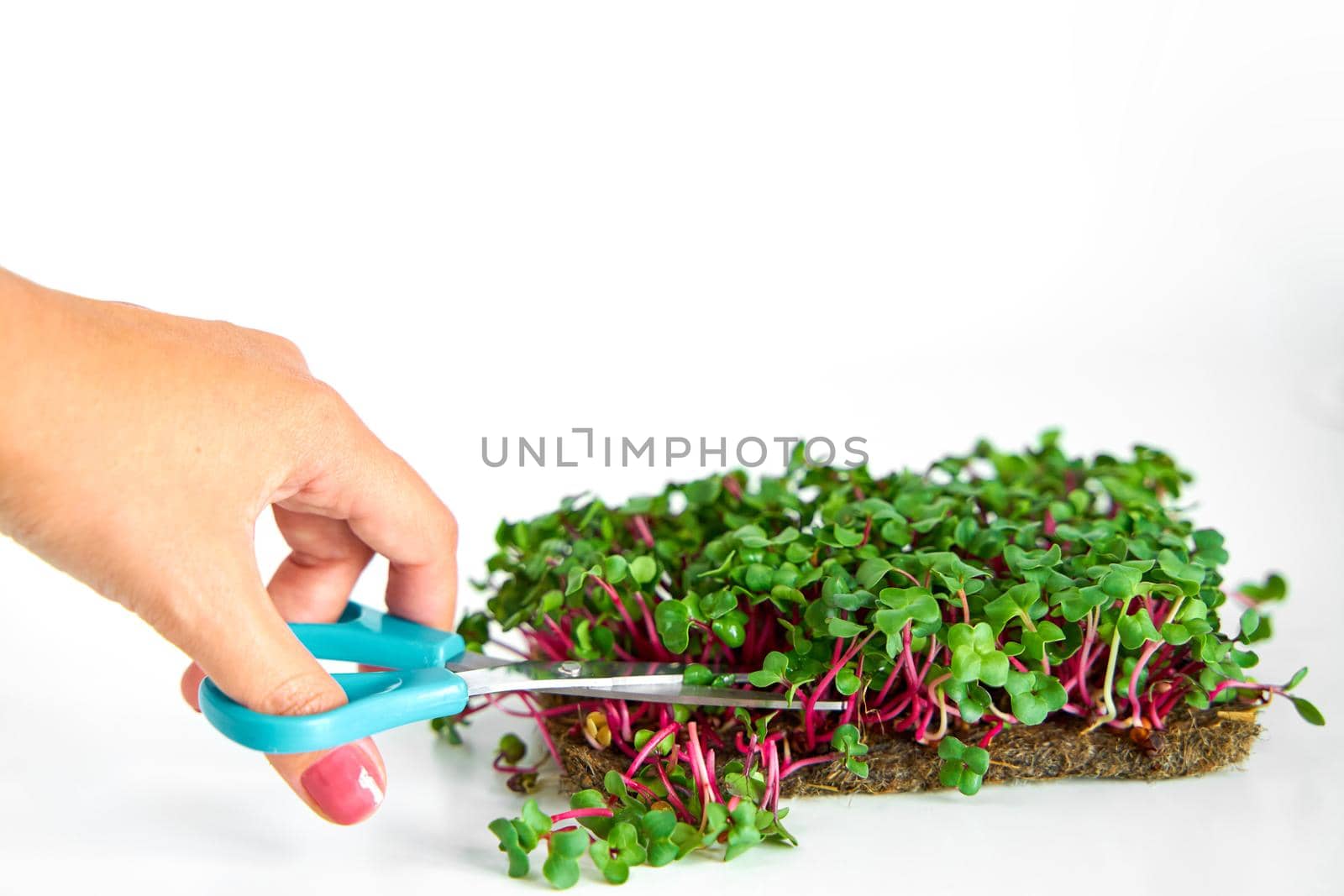 Harvesting microgreens. Person cutting plant with scissors.