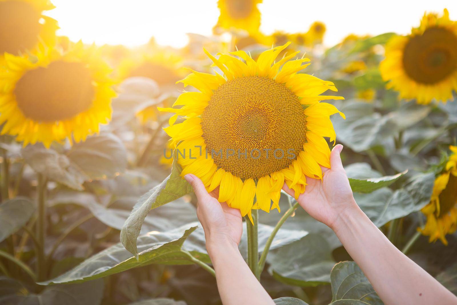 Female hand in a large field of sunflowers holding one large flower in the field. by sfinks