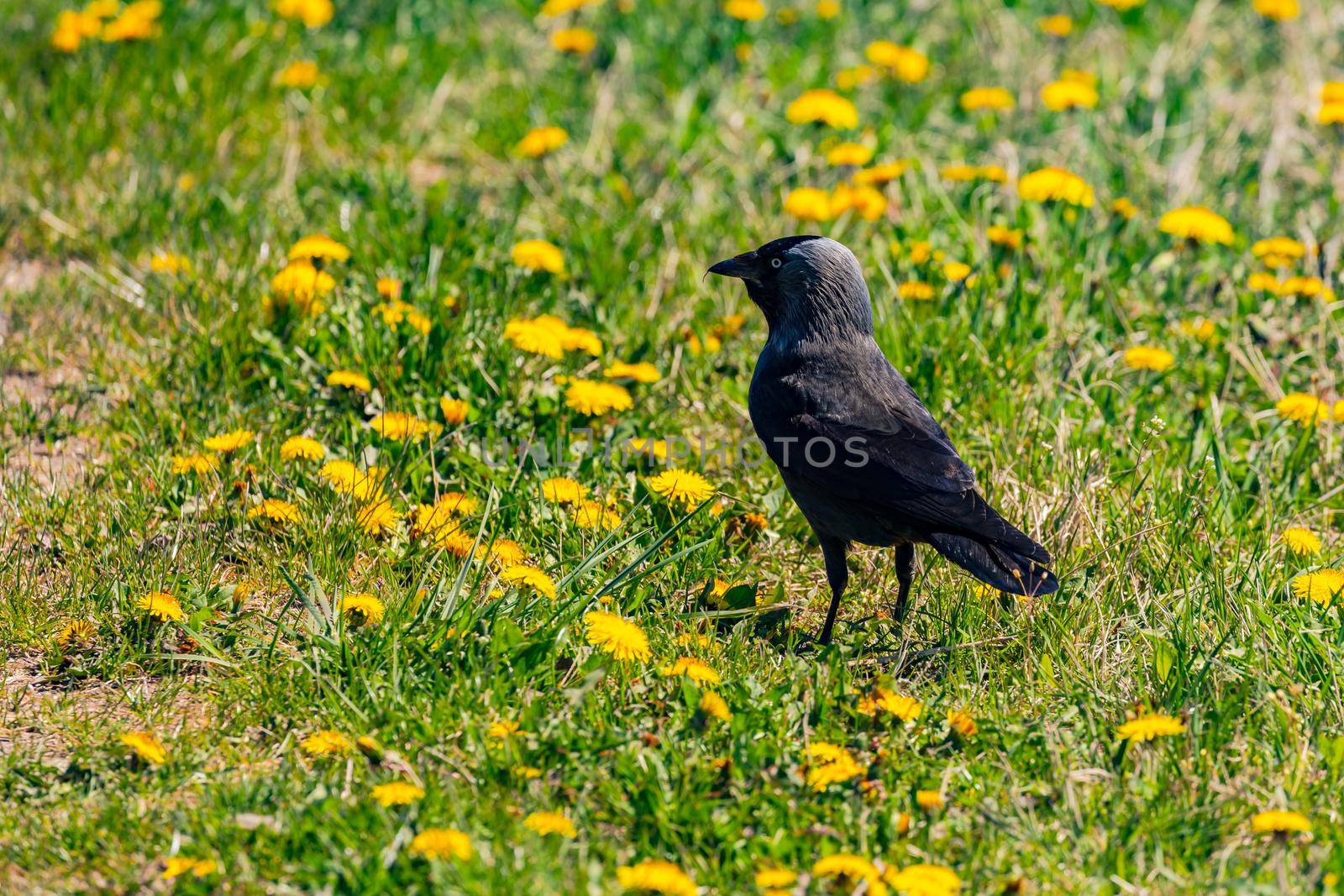 A black and gray raven is looking for food in a meadow in spring