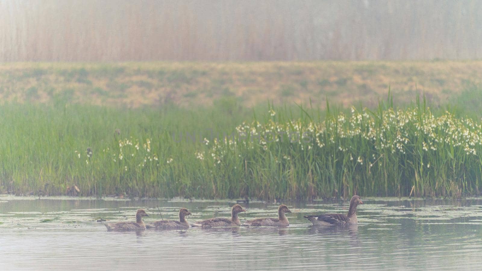 family of goose in the river. Kinderdijk The Netherlands.