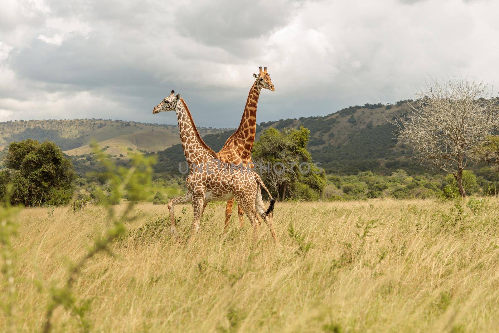 Two giraffe standing in National Park of South Africa
