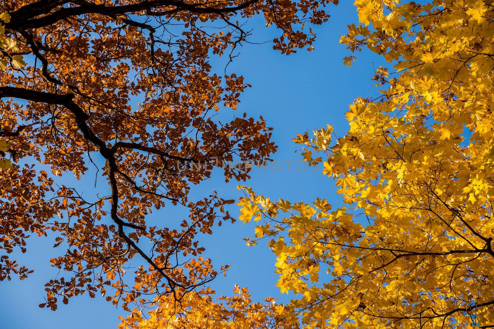 Bottom view of the tops of trees in the autumn forest. Splendid morning scene in the colorful woodland.