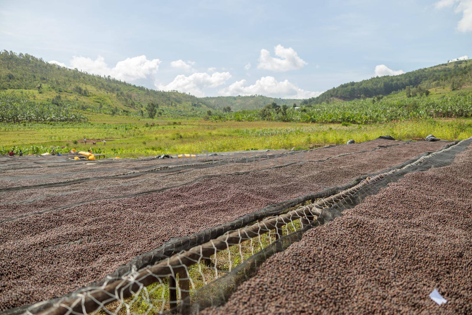 Coffee beans drying in the sun at coffee farm outdoors by Yaroslav_astakhov