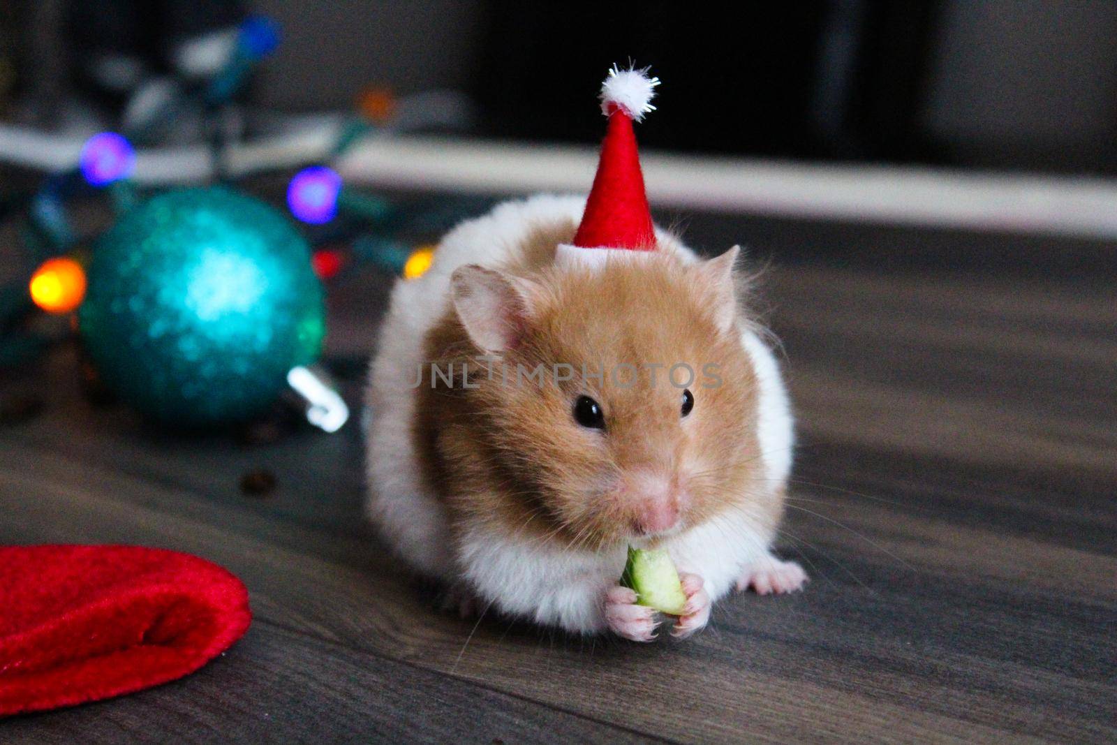 Christmas hamster in a Christmas or New Year's interior. Suitable for postcards. Close-up by JuliaDorian