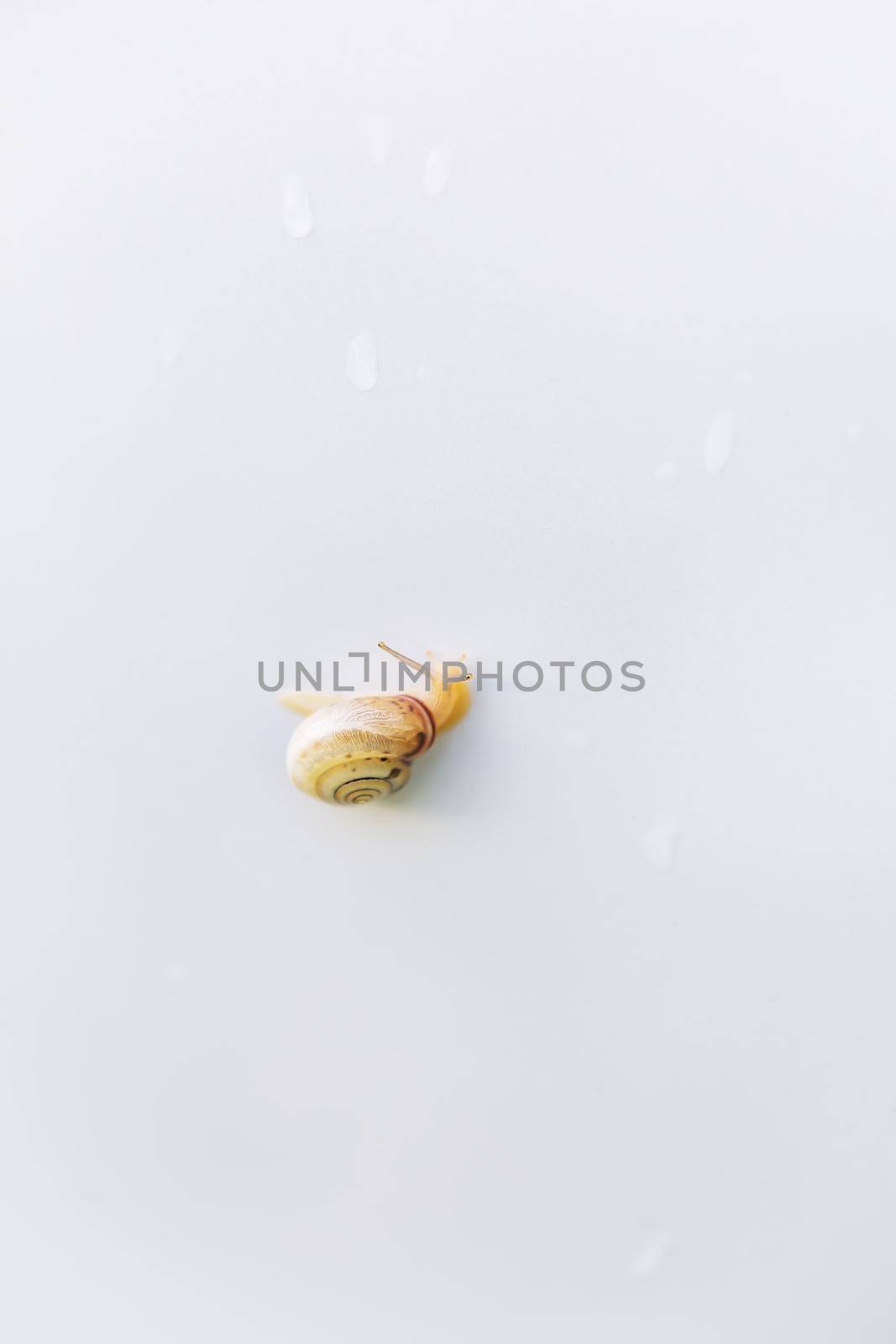 A snail crawls on a white table after the rain. Snails with brown shells and antennae. Snail with horns and brown spiral shell. Close-up