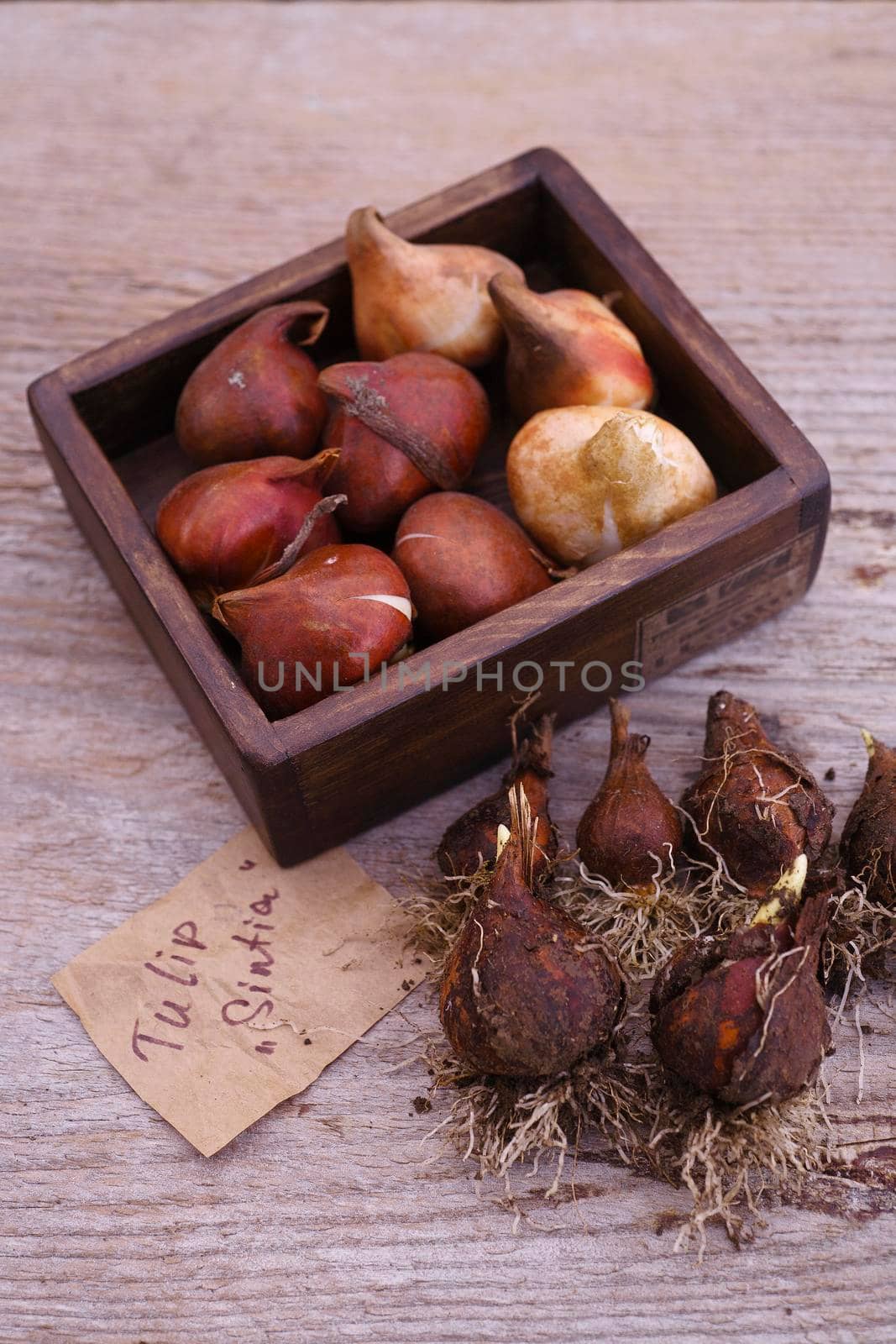 The bulbs of garden tulips, new bulbs ready for autumn planting in wooden box and tulips bulbs, that were dug out of the soil, selective focus.