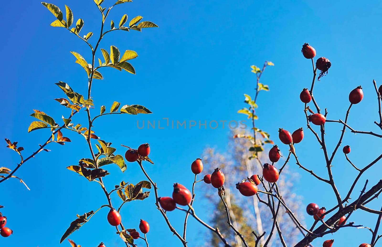 Rosehip bush with ripe healthy berries shining in the autumn sun by jovani68