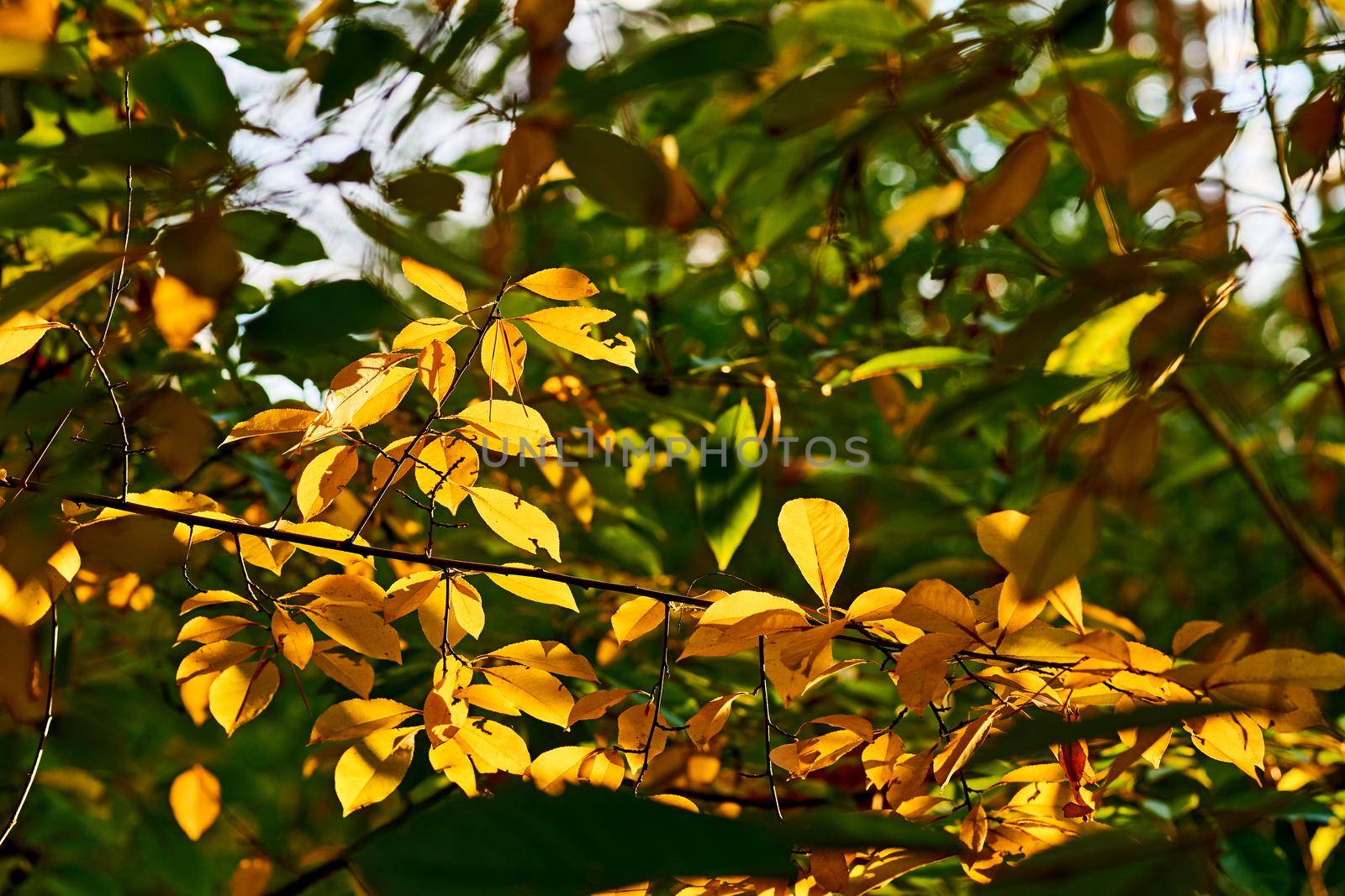 Golden warm gentle colors of autumn.Tree branch with orange yellow leaves by jovani68