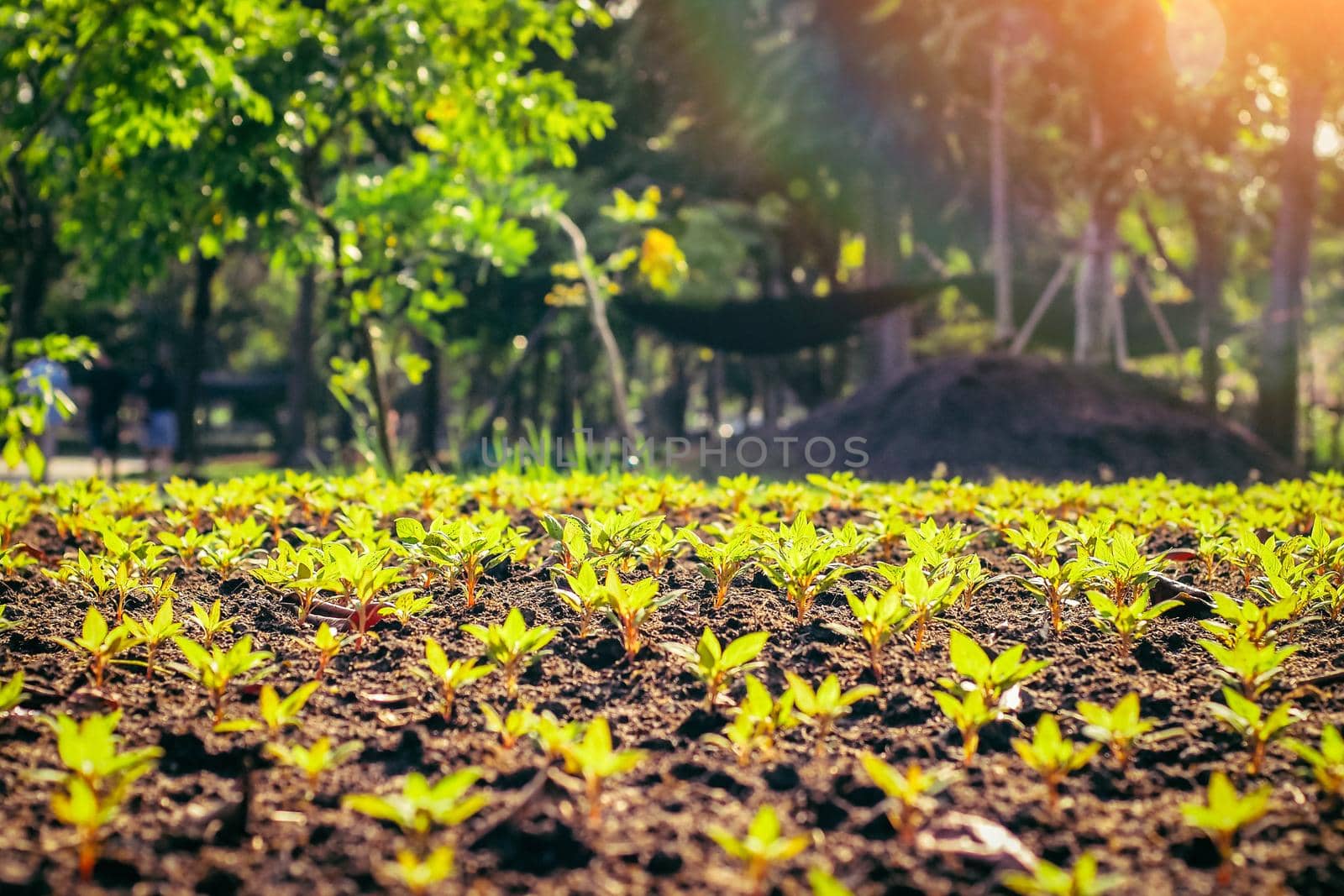 Young plant in rows. Organic Farm Field  Vegetables in a row sunlight of summer in the background. agriculture and farmland.