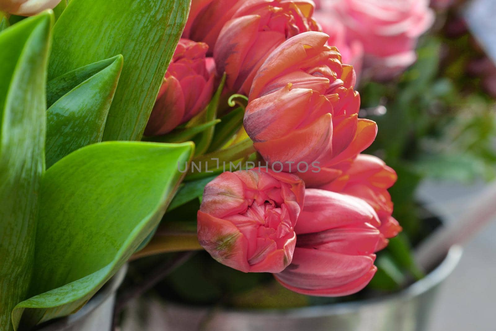 Orange tulips in a vase.