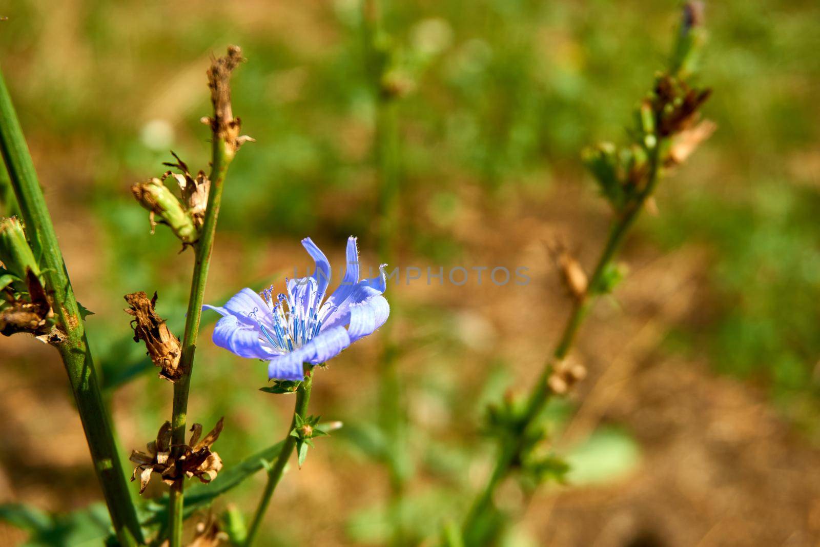 Wonderful shining blue turquoise chicory flower on summer warm field by jovani68