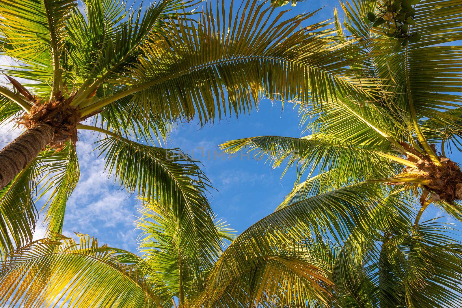 Tropical paradise: idyllic caribbean palm trees with sunbeam in Montego Bay, Jamaica