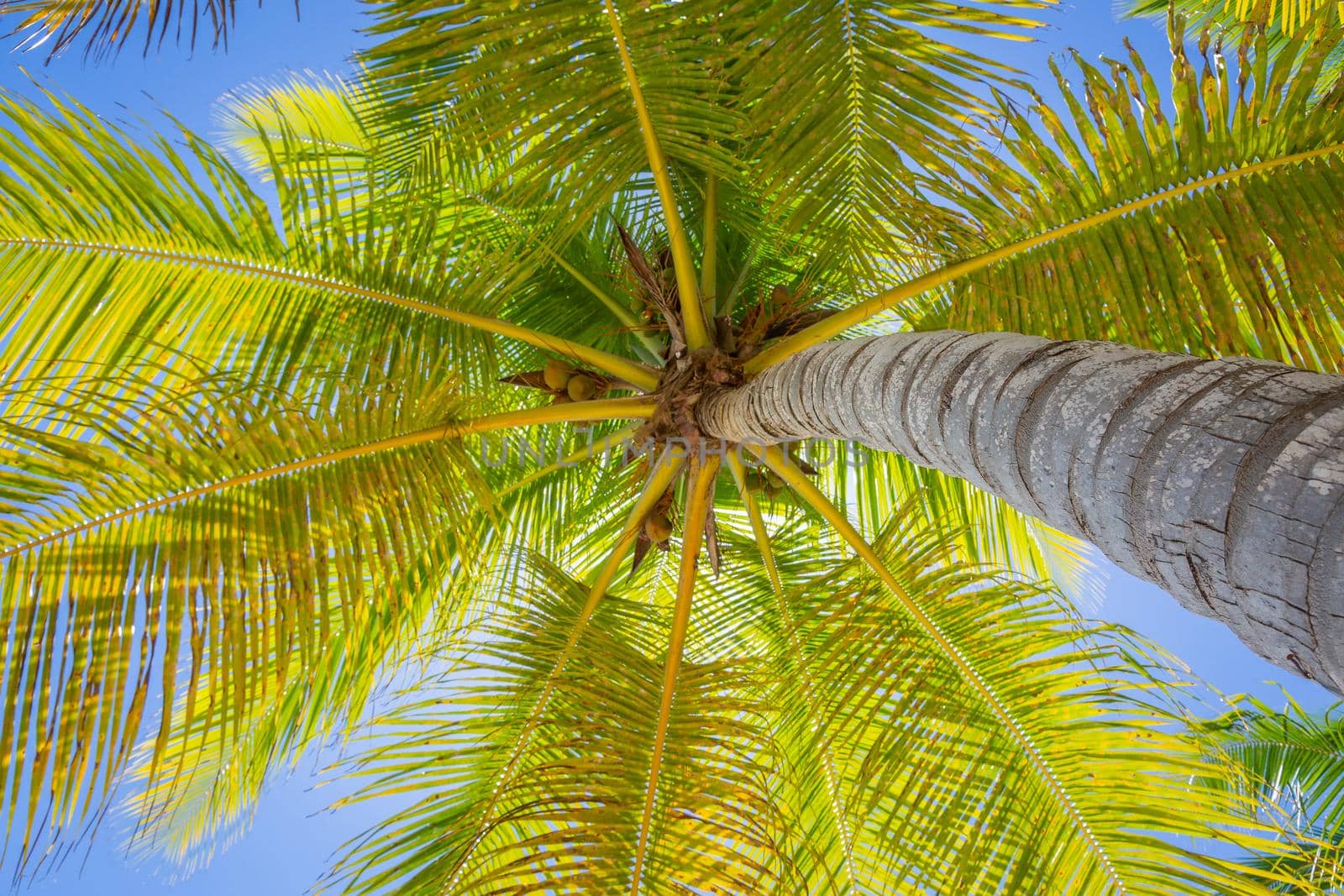 Tropical paradise: idyllic caribbean palm trees with sunbeam in Punta Cana, Dominican Republic