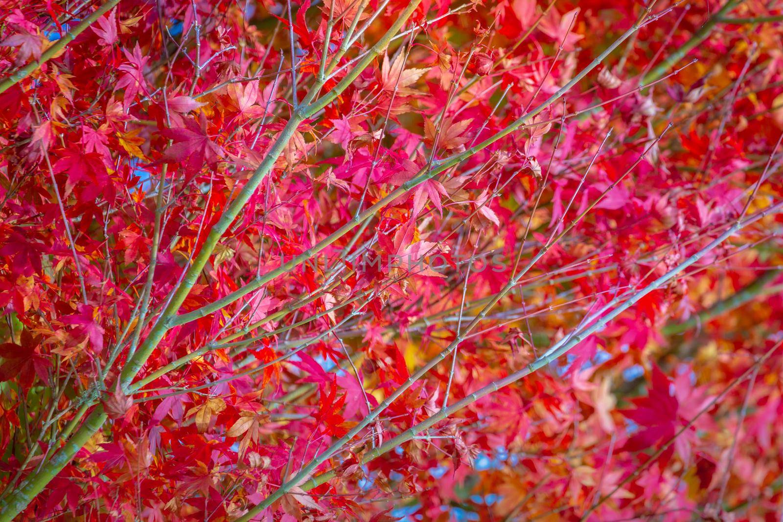 Canadian Maple leaves at golden Autumn landscape in Gramado, rio Grande do Sul, Brazil