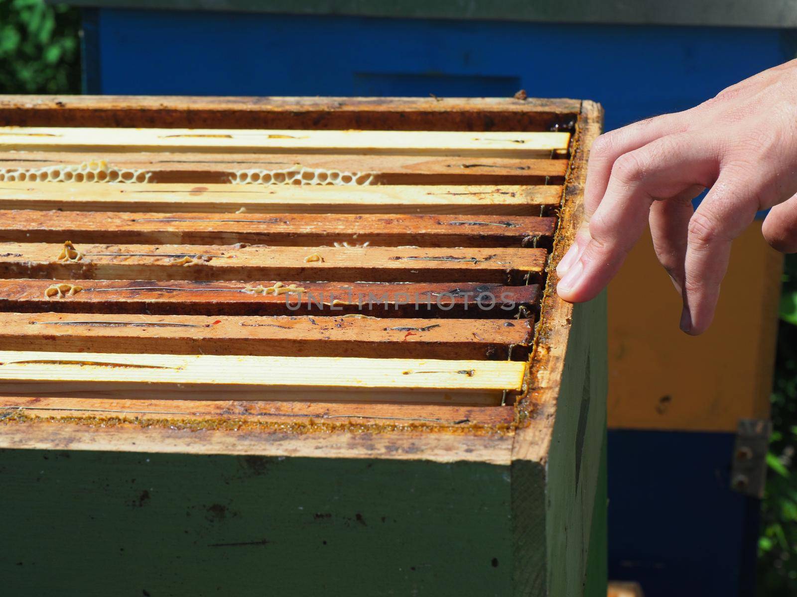 Beekeeper working with bees and beehives on the apiary. Beekeeping concept. Beekeeper harvesting honey Beekeeper on apiary.