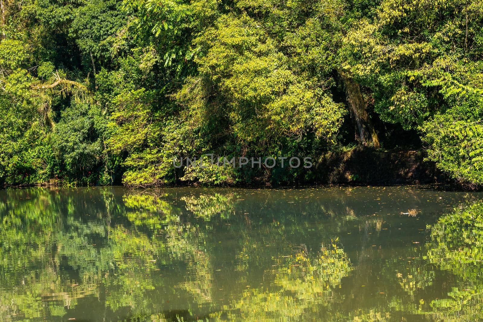 Tropical lush rainforest and river reflection in Iguazu national park, Brazil, South America