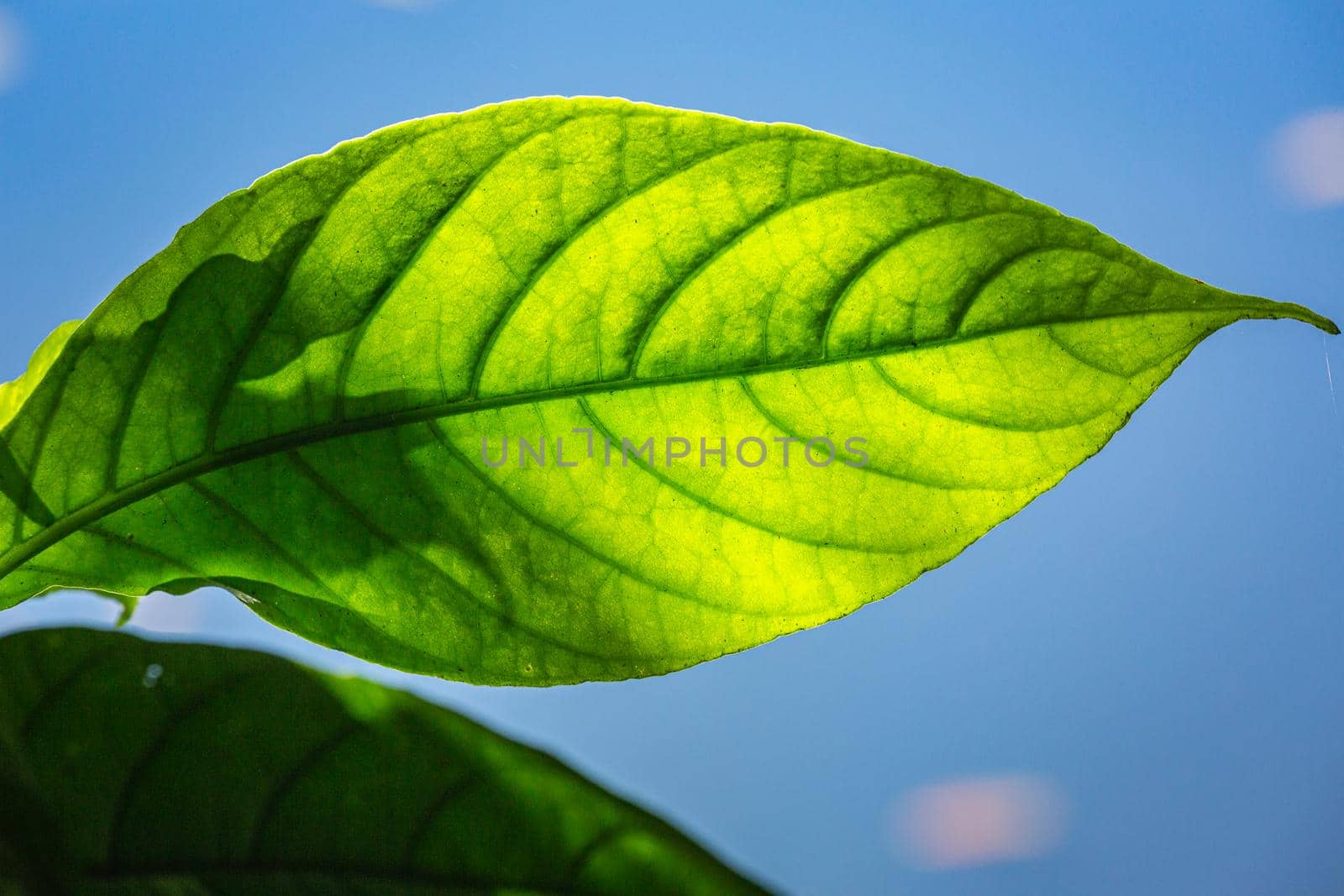 Nature background from green tropical leaf with detailed texture in Iguazu national park, Brazil