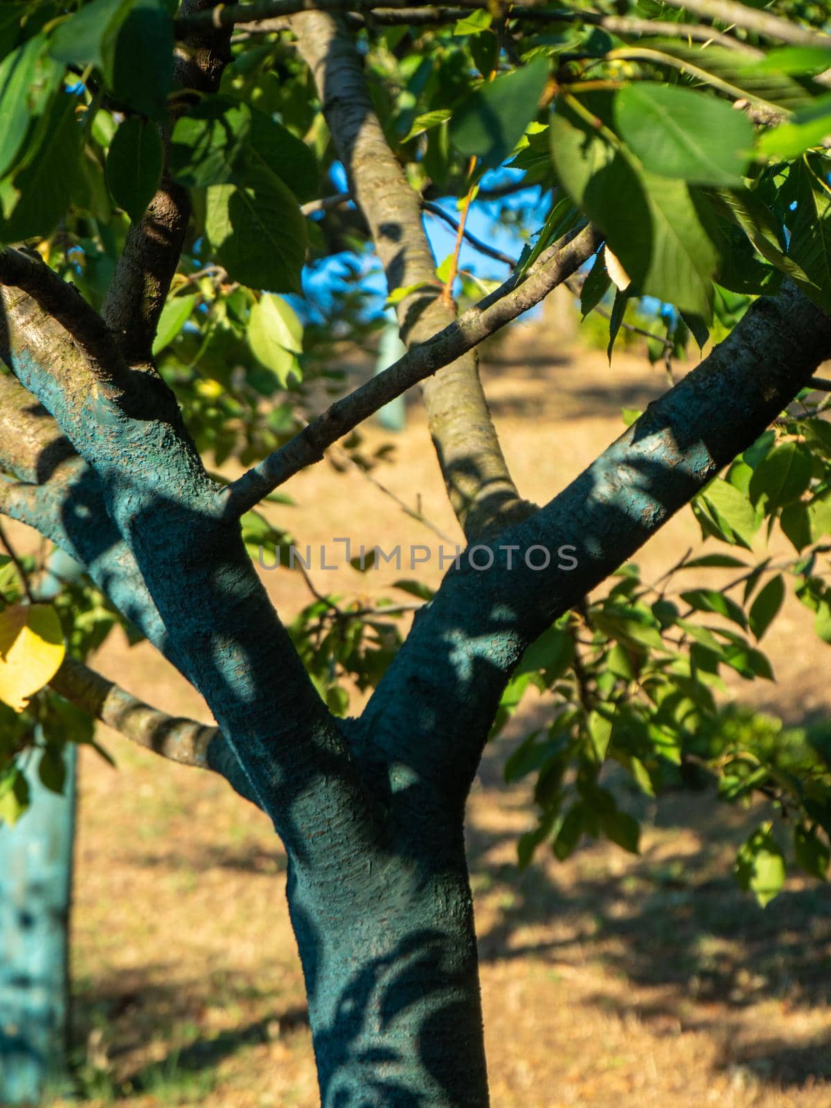 greenc copper on organic fruit trees in the farm in Piacenza Italy by verbano