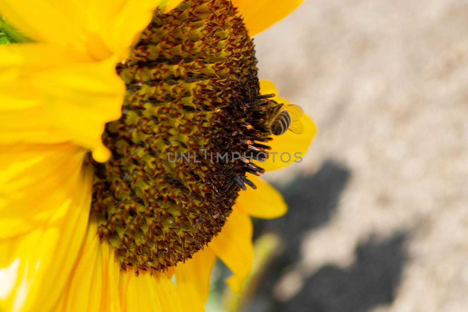 Bee collecting pollen from sunflowers head in the nature. by milastokerpro