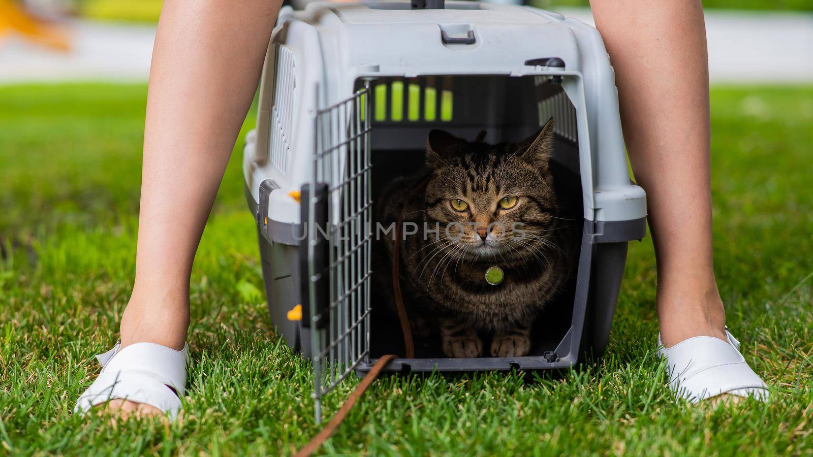 A gray striped cat lies in a carrier on the green grass in the open air next to the feet of the owner