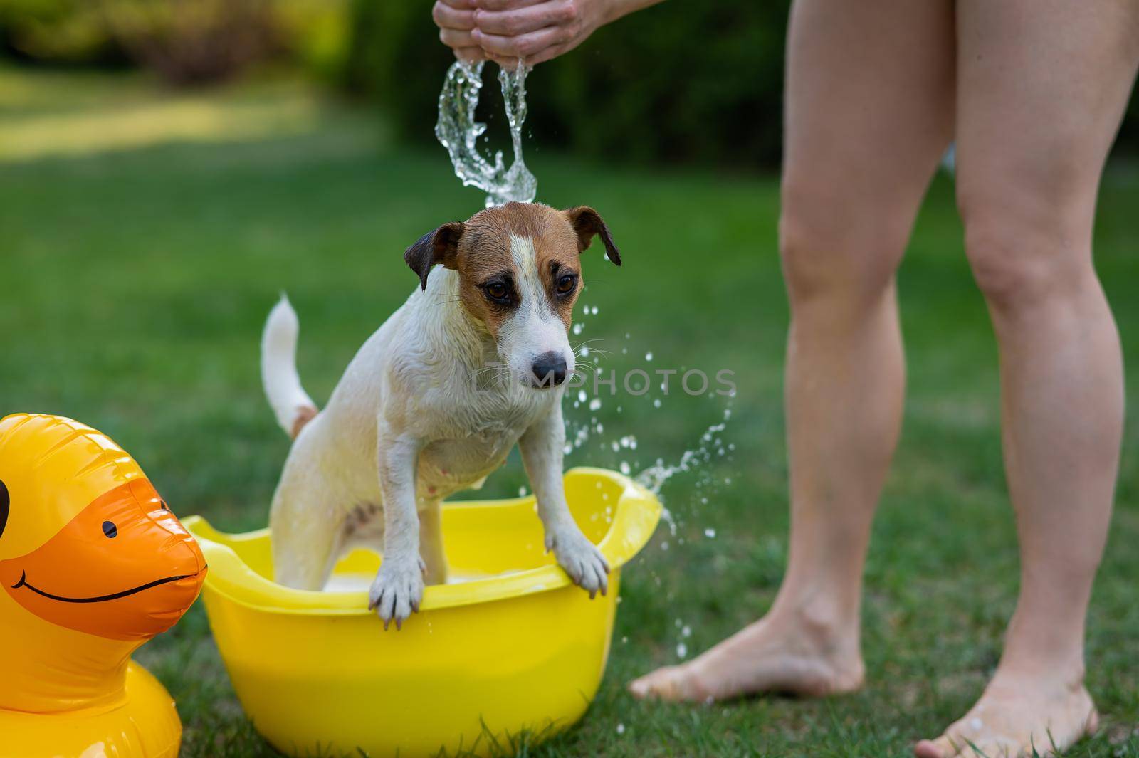 The owner washes the dog Jack Russell Terrier in a yellow basin on a green lawn. by mrwed54