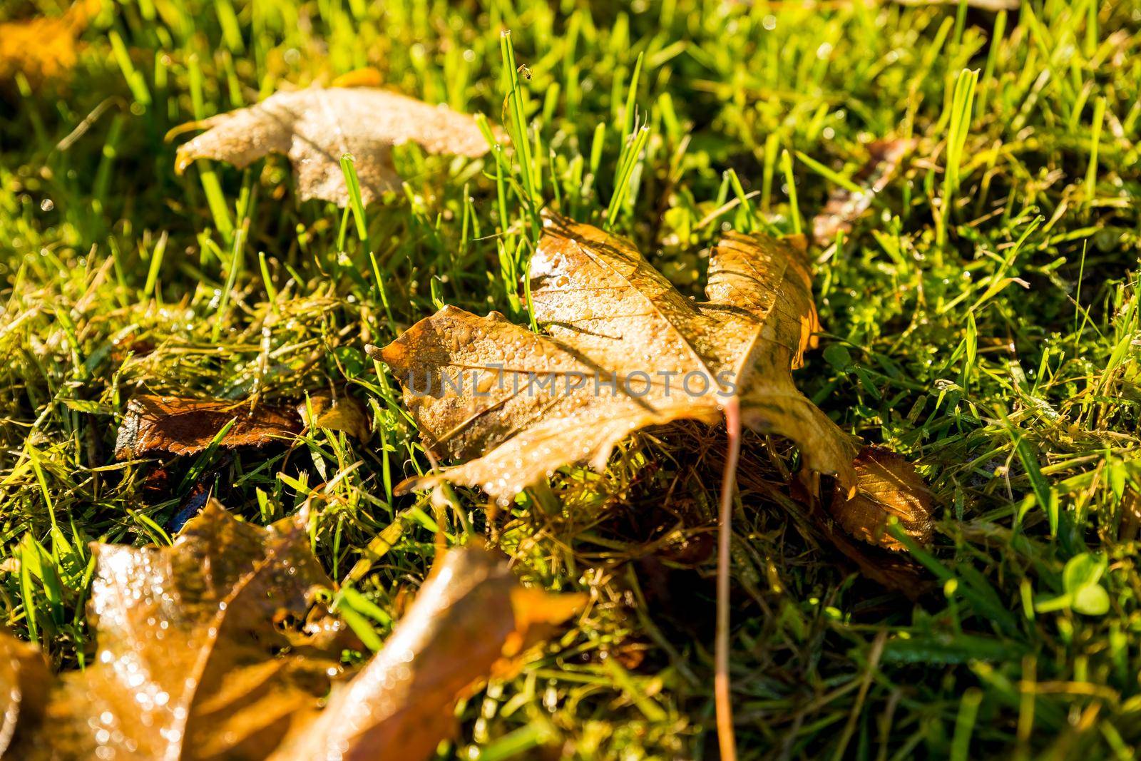 Red and orange autumn leaves background. Outdoor. Colorful backround image of fallen autumn leaves