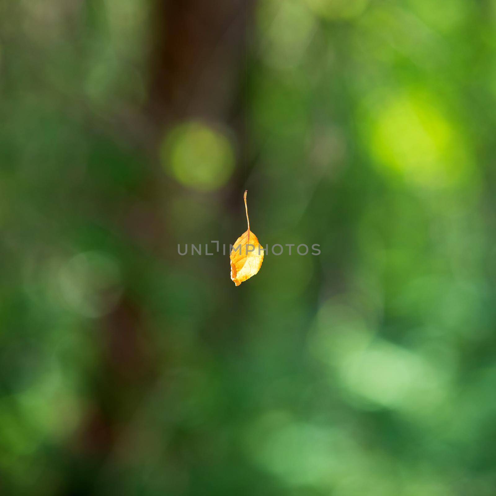 Dried yellow leaf hanging in the air on the spider's web by Nobilior