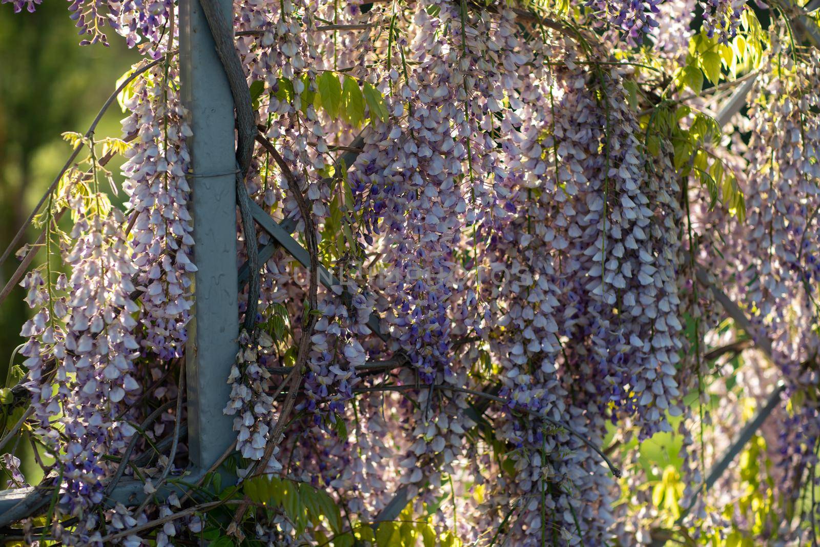 Close up view of beautiful purple wisteria blossoms hanging down from a trellis in a garden with sunlight shining from above through the branches on a sunny spring day. by Matiunina