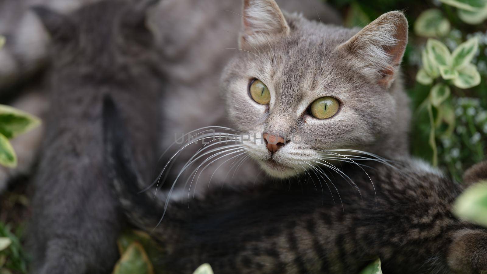 Homeless cat mother cat and kittens on street by kuprevich