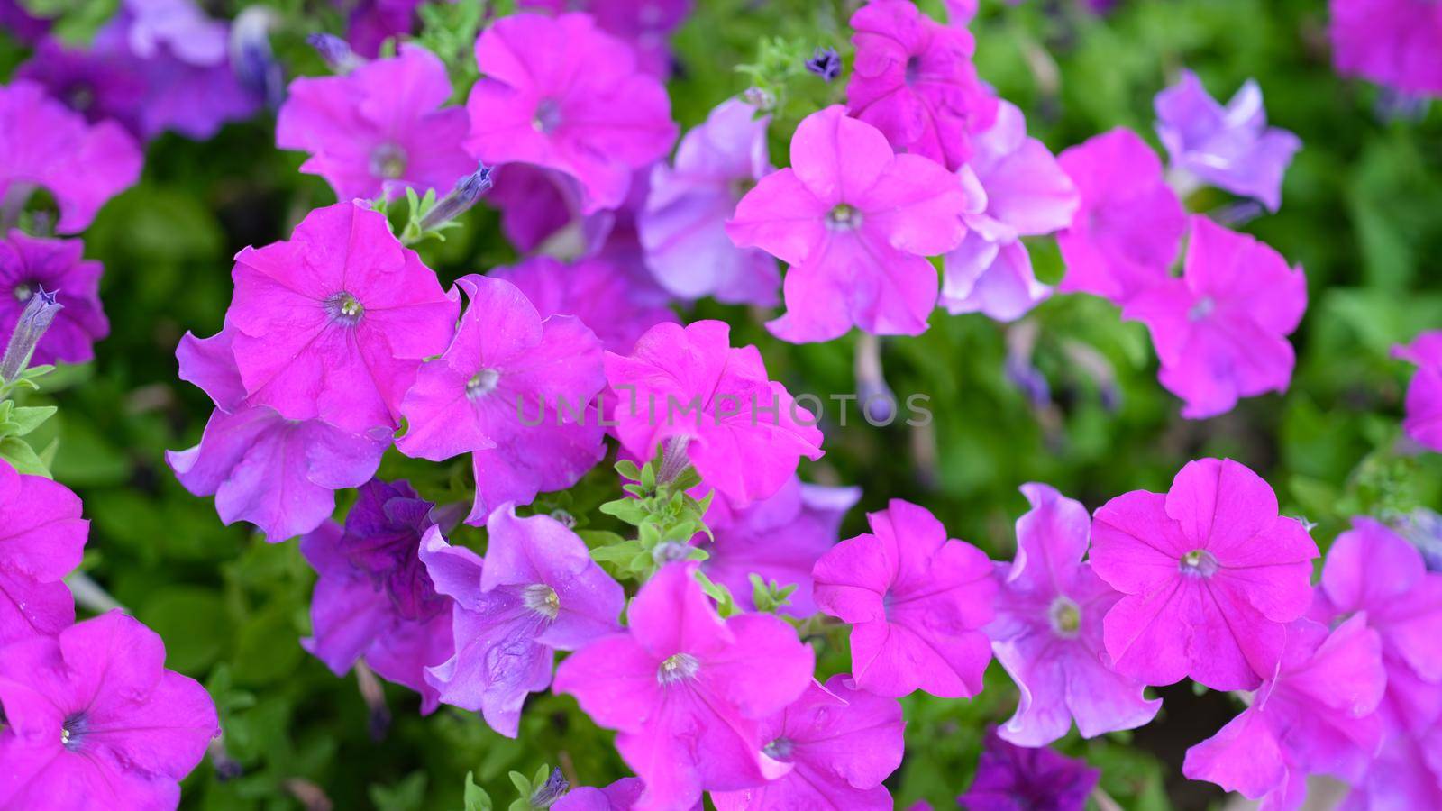 Beautiful pink petunia flowers in summer garden closeup by kuprevich