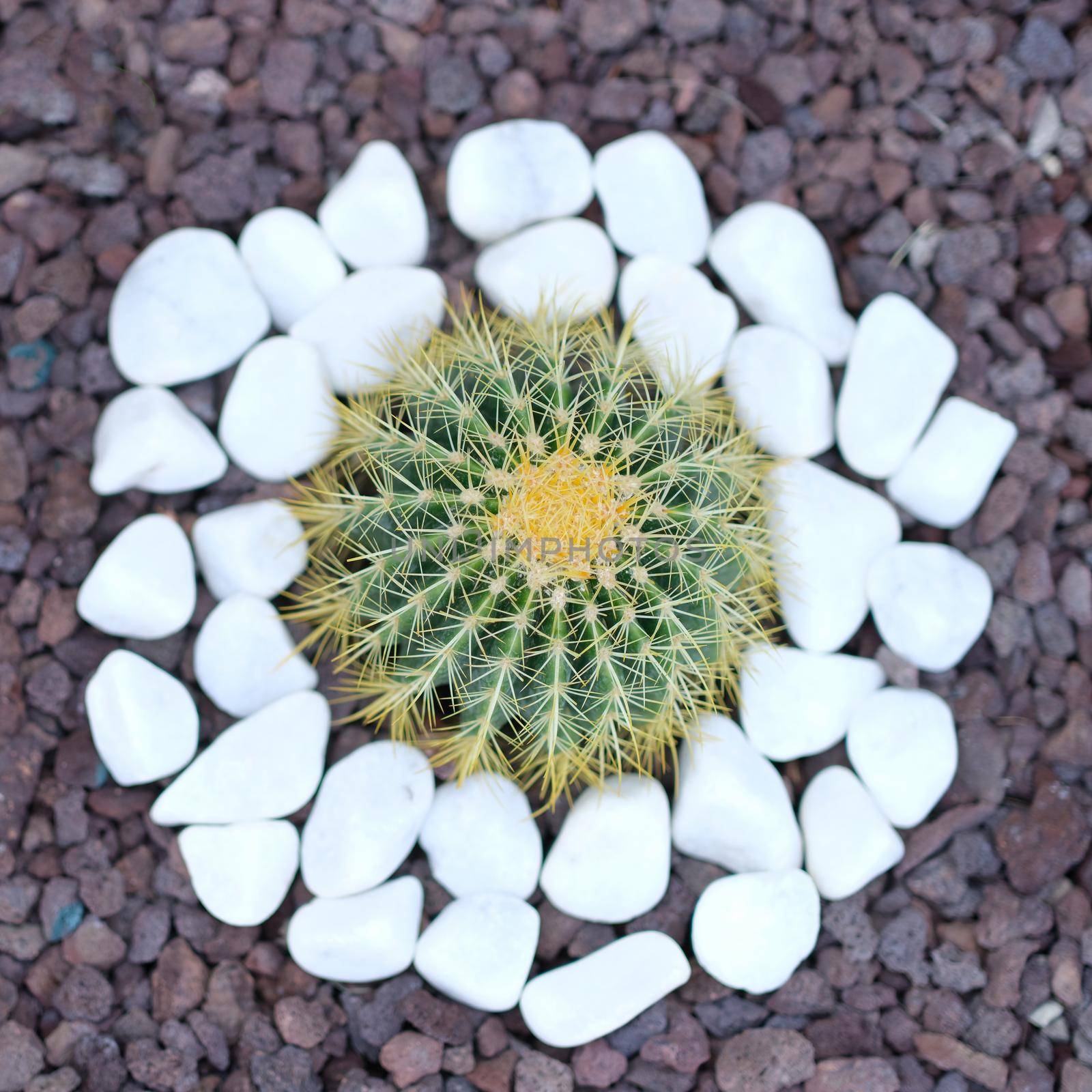 Beautiful little cactus grows in flower bed. Soil is strewn with white stones and landscaping closeup