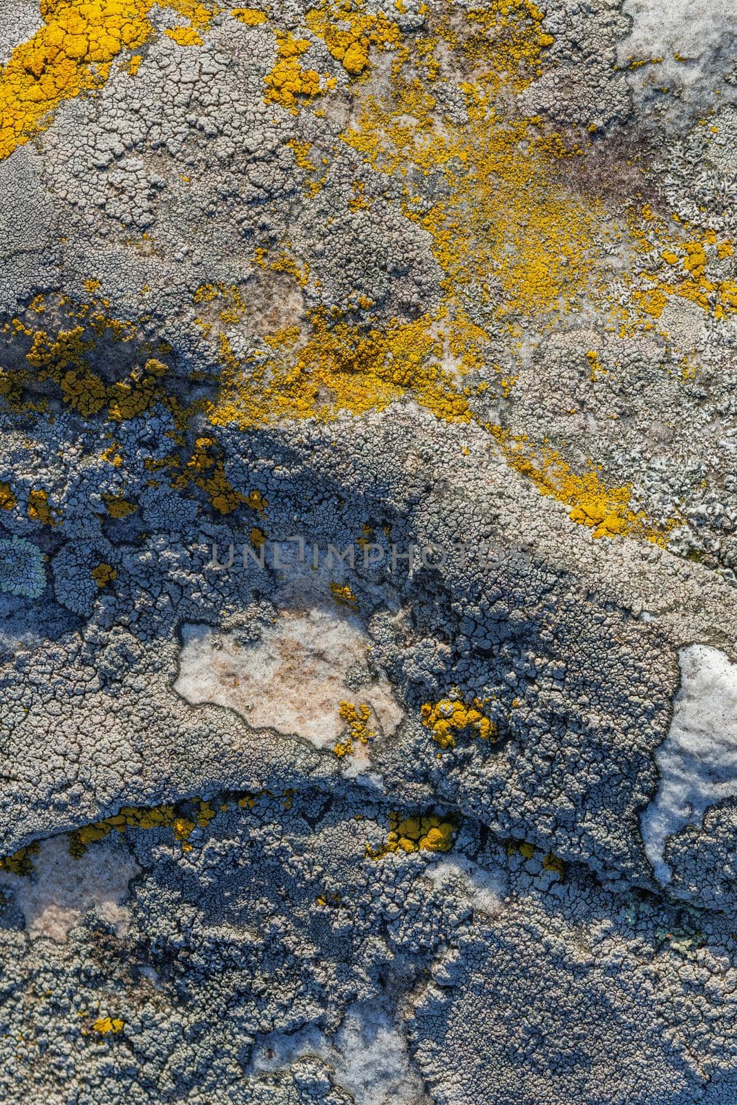Lichen on quartzite sandstone surface. A pioneer lichen in Bare Rock Succession that helps break down rock and sets the stage for mosses and other plants to follow succession.