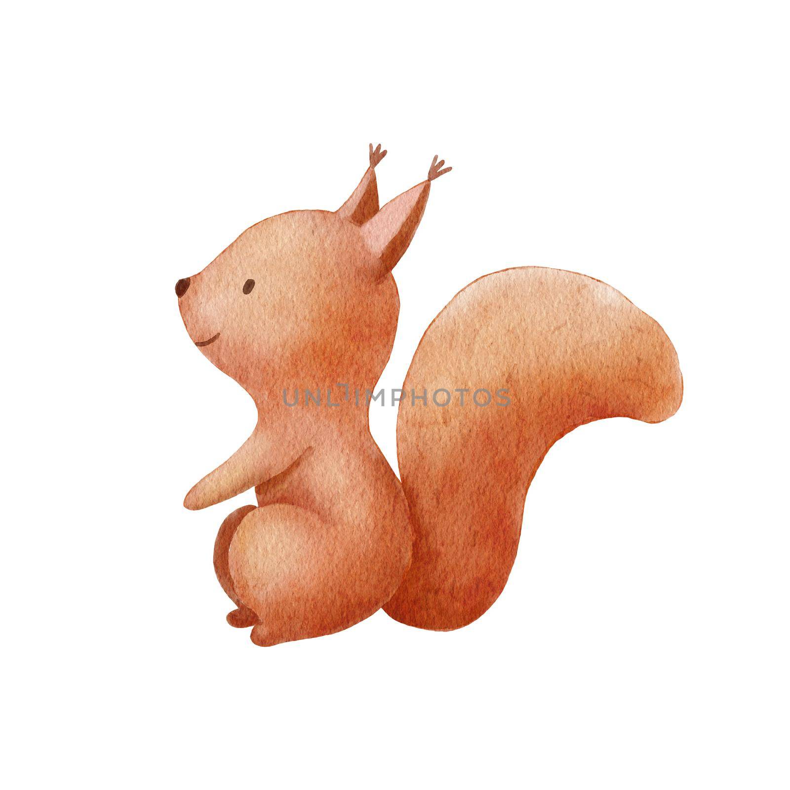 Watercolor cute squirrel. Hand drawn character forest animal isolated on white background. Woodland illustration by ElenaPlatova
