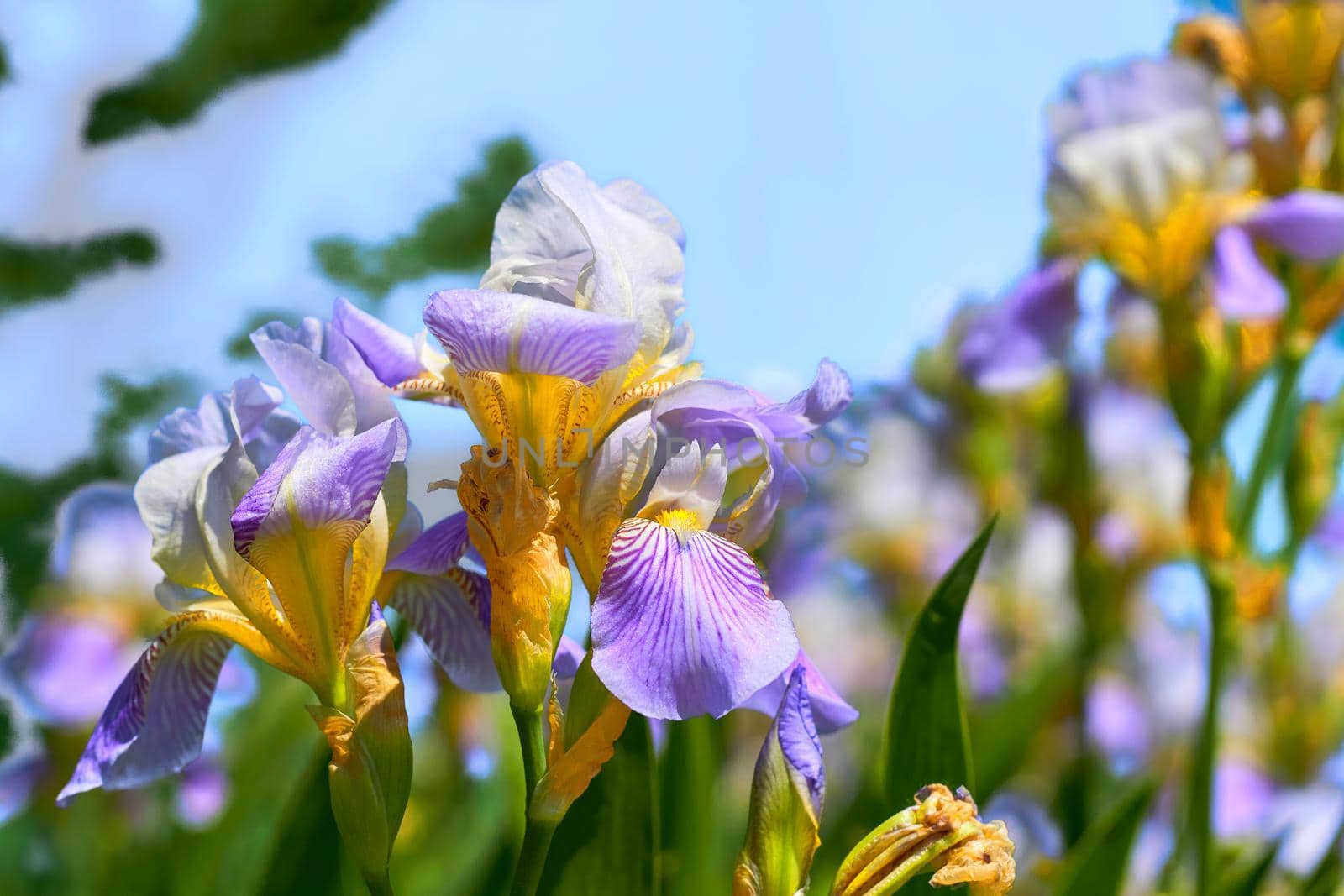 an Old World plant of the iris family, with sword-shaped leaves and spikes of brightly colored flowers, popular in gardens and as a cut flower.Delicate yellow orange lilac gladiolus and blue sky