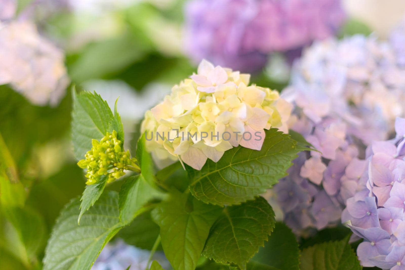 Fresh hortensia light blue flowers and green leaves background