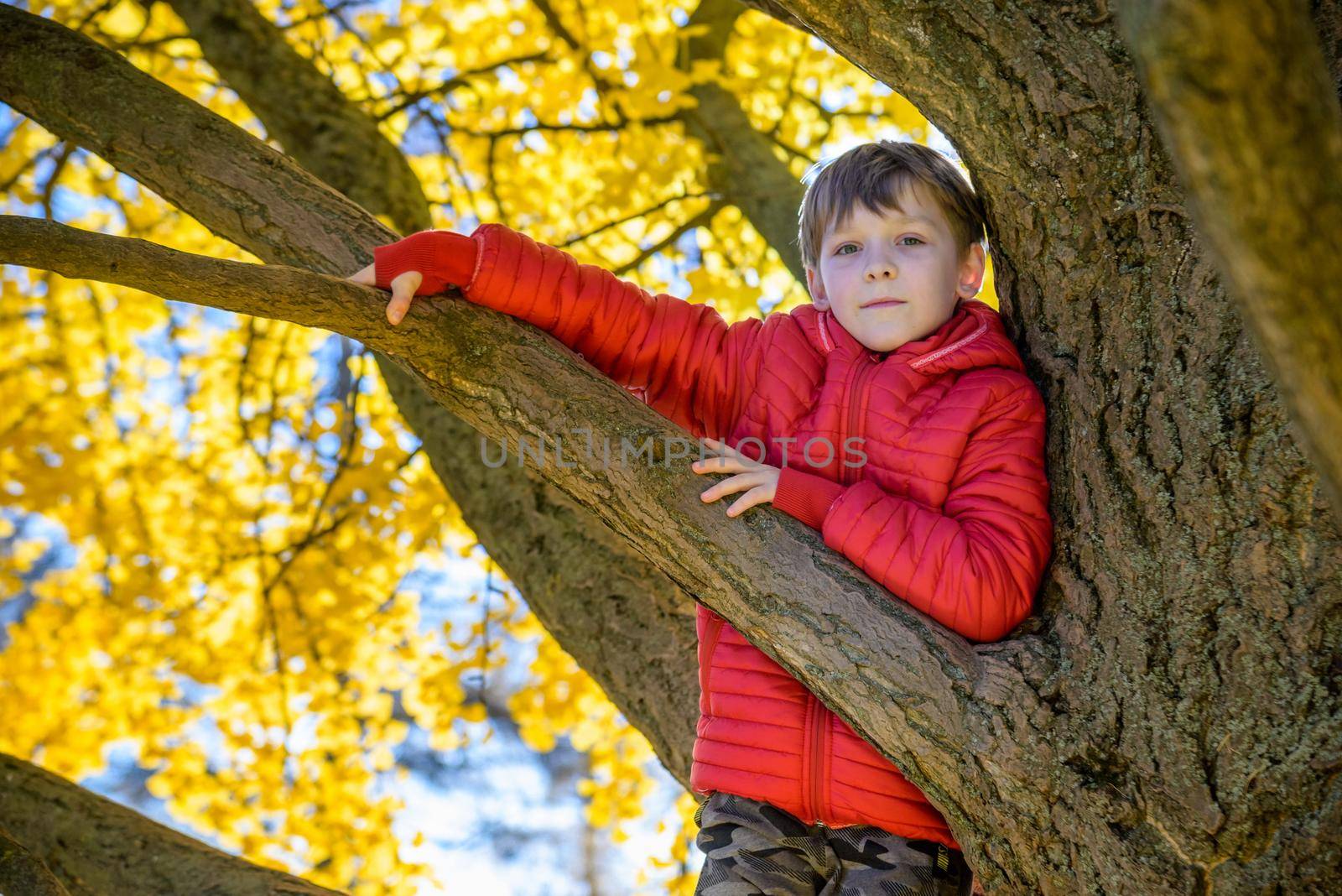 Portrait of cute kid boy sitting on the big old tree on sunny da by Kobysh