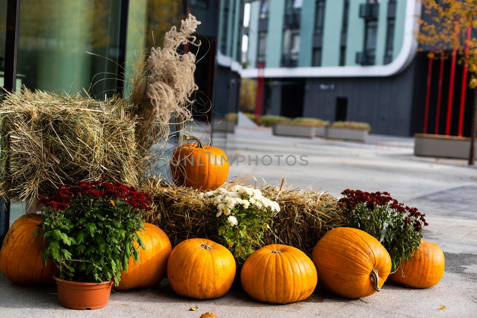 Halloween street decoration. Tiny orange pumpkins hanging on the rope. Florist's daisy flowers in a bucket. Autumn outdoor decorations made of pumpkins and flowers