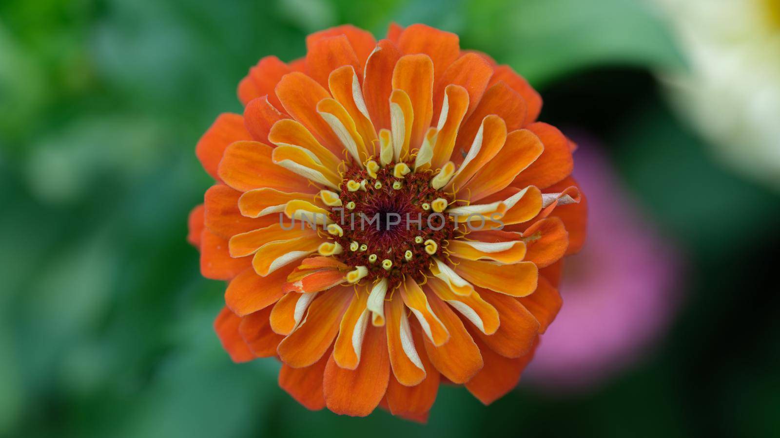 Beautiful orange gerbera flower in summer garden by kuprevich