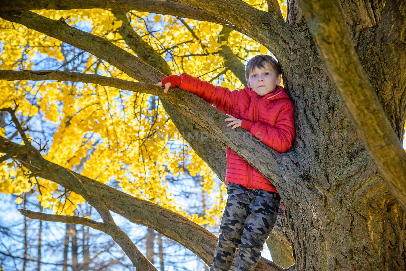 Portrait of cute kid boy sitting on the big old tree on sunny da by Kobysh