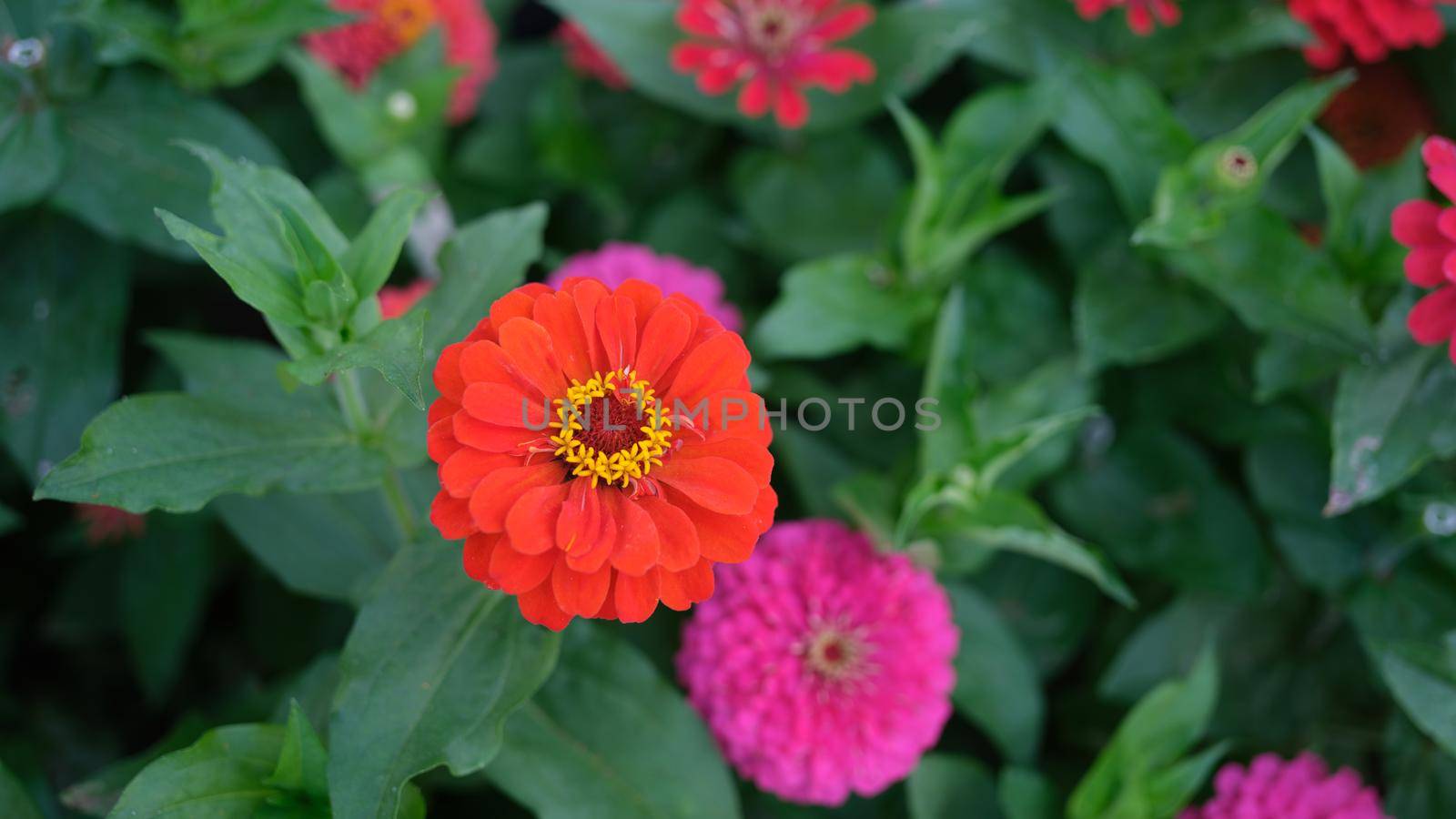 Delicate orange gerbera flower in summer garden. Beautiful gerbera in flower bed
