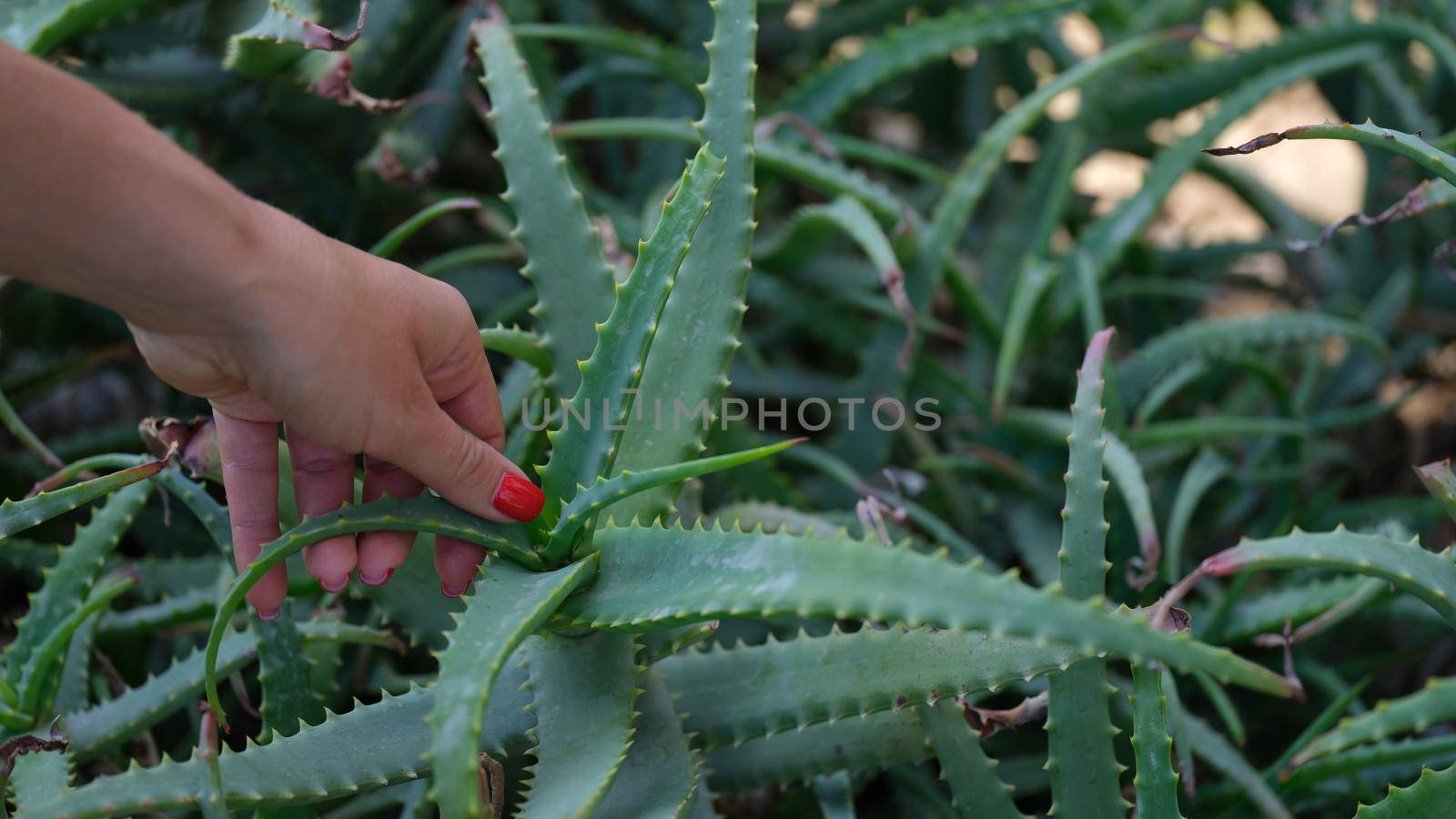 Closeup of female hands on green aloe bush by kuprevich