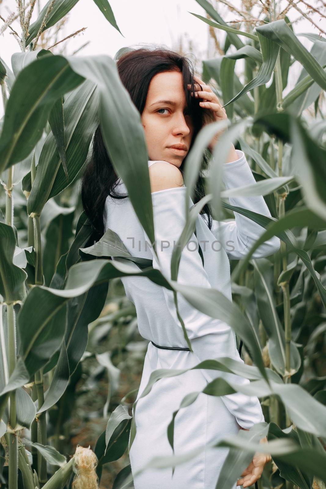 A brunette girl in a white dress in a cornfield. The concept of harvesting.