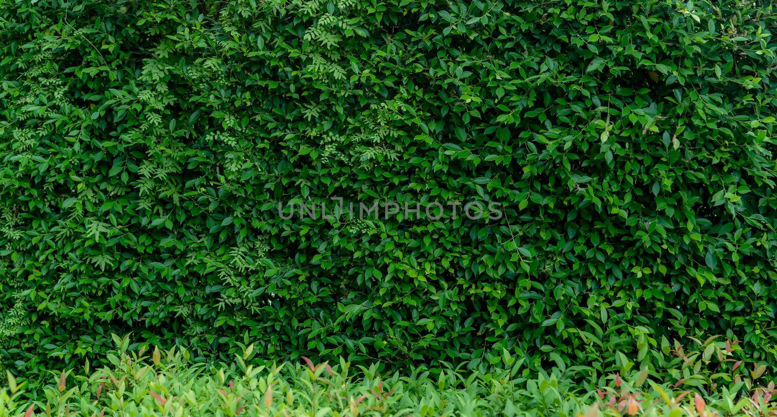 Small green leaves in hedge wall texture background. Closeup green hedge plant in garden. Eco evergreen hedge wall. Natural backdrop. Beauty in nature. Green leaves with natural pattern wallpaper. by Fahroni