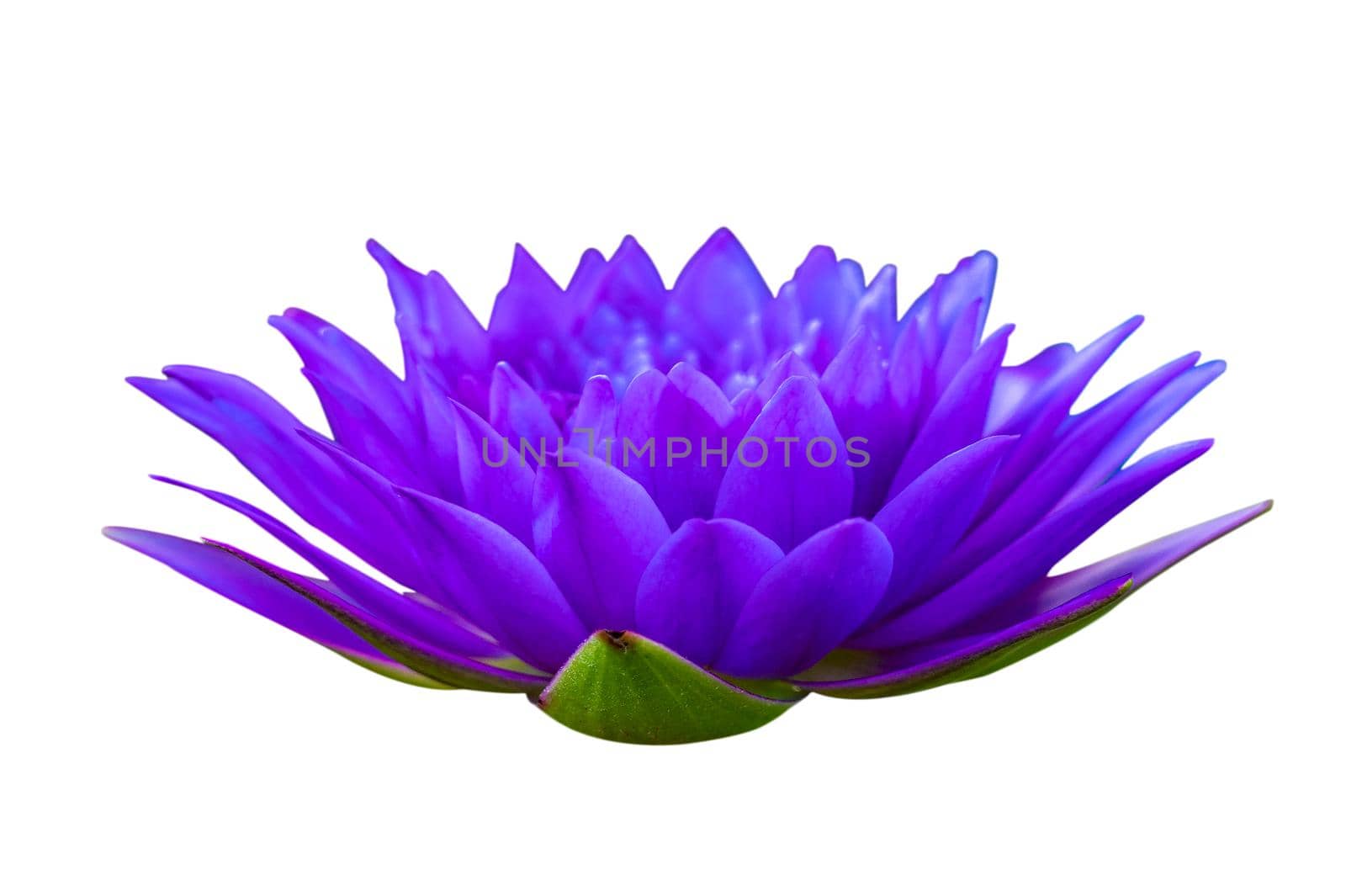 purple lotus on white background isolate